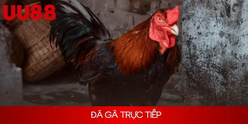 Đá Gà Trực Tiếp - Nơi Theo Dõi Màn Tranh Tài Kịch Tính 2025